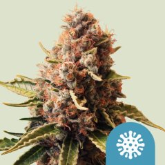Royal Queen Seeds Cannabis Seeds Euphoria Feminizált (magas CBD)