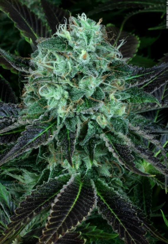 T.H.Seeds™ Cannabis Seeds Darkstar™, various pack, regular