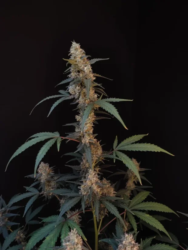 ファストバッズ 大麻種子 バブルガム オート - 個数: 100個