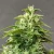 Doctor's Choice Seeds Chronic Ryder BX Auto Feminized