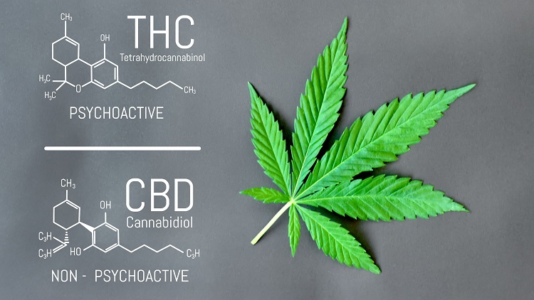 THC and its chemical formula and text: psychoactive, CBD and its chemical formula and text: non-psychoactive 