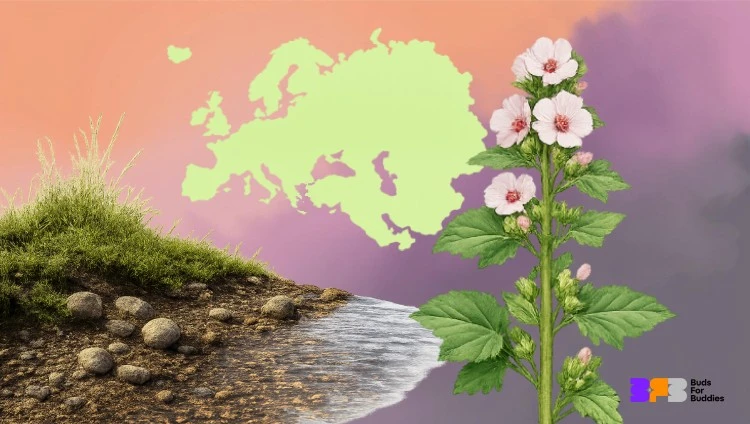 Riverbank, map of Europe and Western Asia, marshmallow plant.