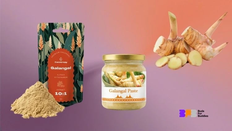 Different forms of galangal: fresh, paste and powder; bottom right: the Buds For Buddies logo
