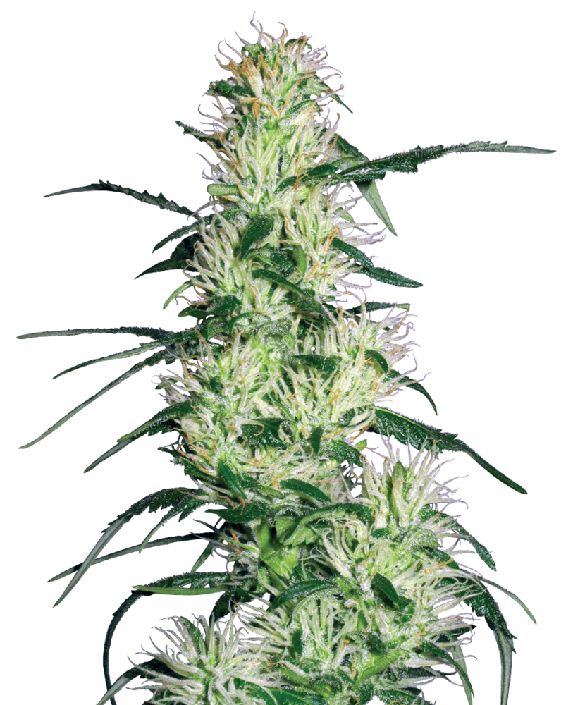Purple Haze, Sensi Seeds Cannabis Seeds