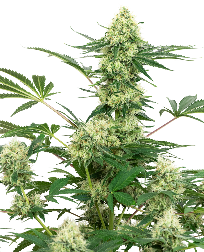 Sensi Seeds Konopljina semena Wedding Cheesecake Feminized by White Label, 3-10 kom 5 kosov