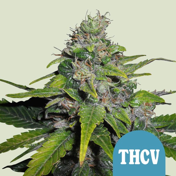 Royal Queen Seeds Sjemenke konoplje Royal THCV feminizirane (Visoki CBD) 5 kom