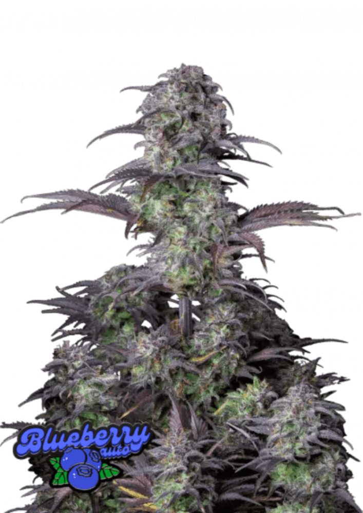 Blueberry, Fast Buds Cannabis Seeds Auto