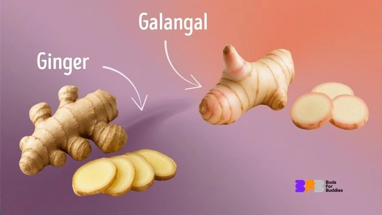 Galangal vs. ginger, Buds For Buddies logo bottom right