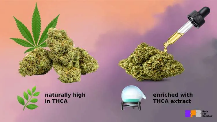THCA flower may have a naturally high THCA content or be enriched with THCA extract. 