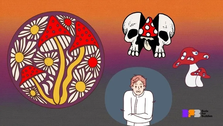Illustrations of the risks of fly agaric poisoning – skull symbol, poisonous mushrooms, and a frightened person, accompanied by the budsforbuddies logo