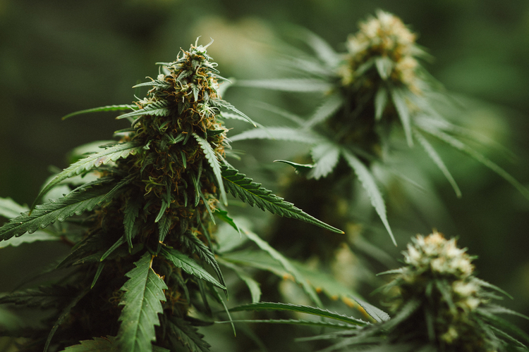 Unharvested cannabis plant with CBD flowers