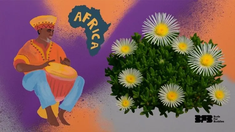 Origin of canna (Sceletium tortuosum) from South Africa – map of Africa and flowering plant, black BudsForBuddies logo at bottom right