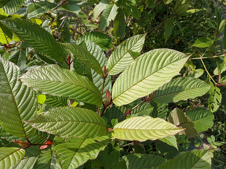 Tropical shrub Mitragyna Speciosa, from which kratom is obtained