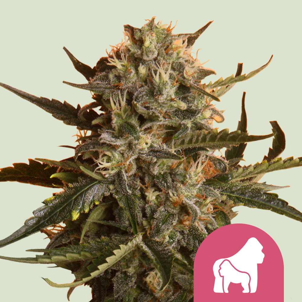 Royal Queen Seeds Sjemenke konoplje Mother Gorilla (bivši Royal Madre) feminizirane 1 pcs