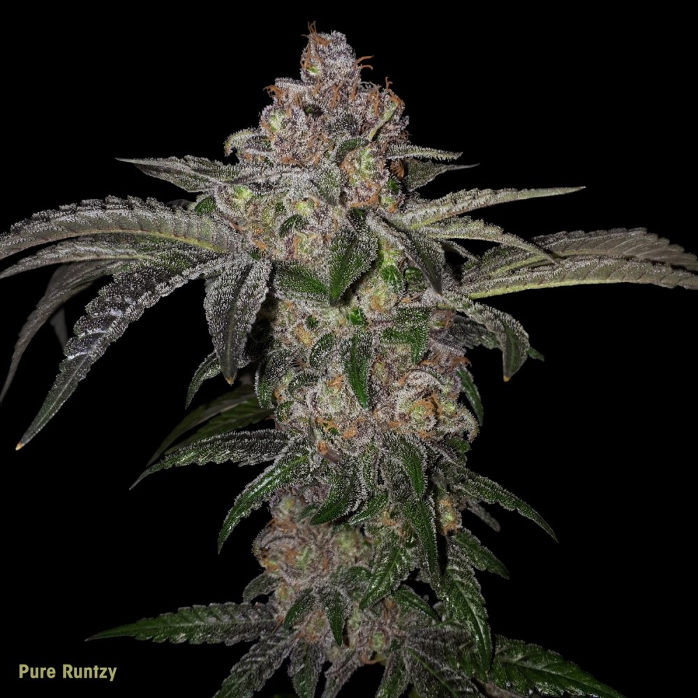 T.H.Seeds™ Cannabis Seeds Pure Runtzy, razno pakiranje, feminizirano 6+1 pcs