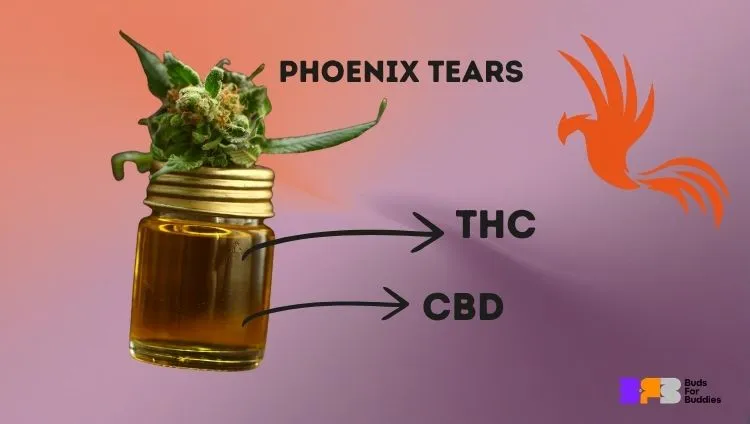 Jak rozpoznać wysokiej jakości Phoenix Tears (produkt z CBD): mężczyzna zastanawia się, butelka ekstraktu z wynikami badań laboratoryjnych i logo Buds For Buddies w prawym dolnym rogu