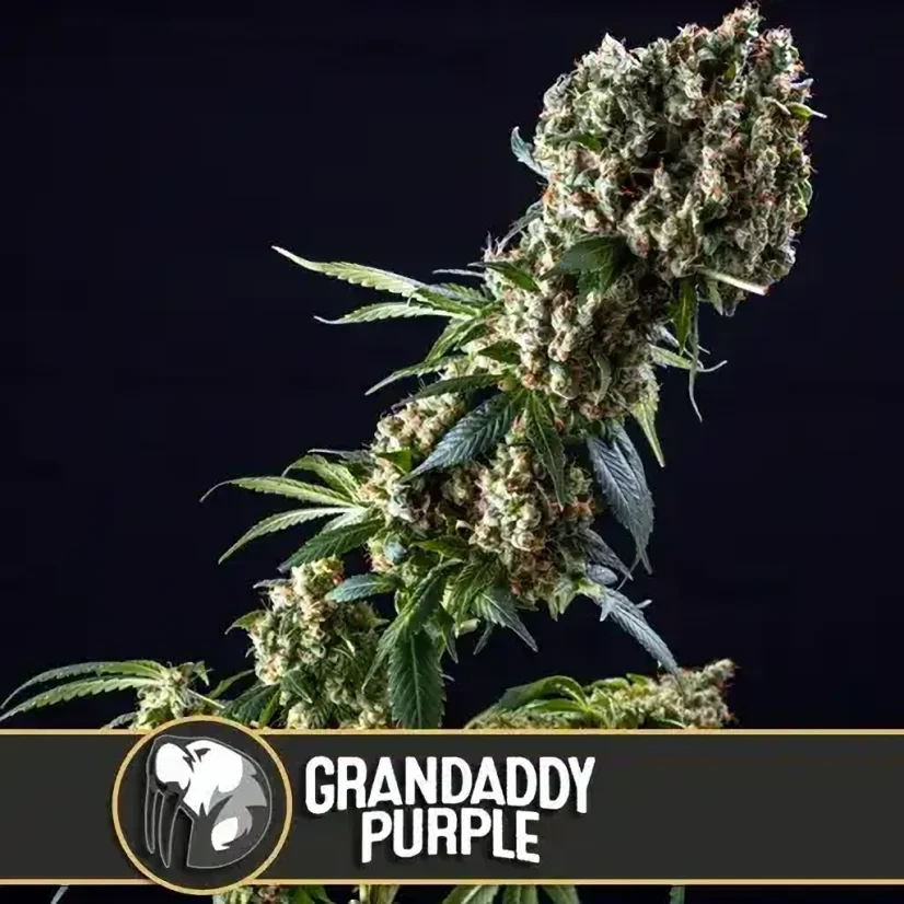 Blimburn Seeds Semena konoplje Grandaddy Purple Feminized 3