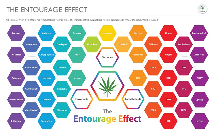 Infographic showing the accompanying effect between cannabinoids, terpenes and flavonoids
