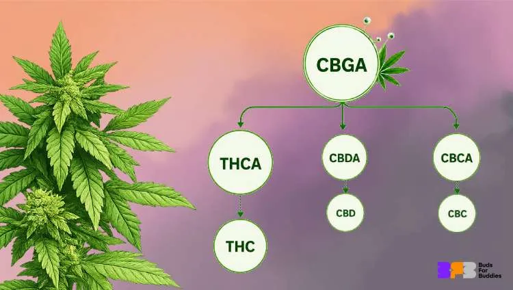 Cannabis plant and a diagram showing how cannabinoids are formed: CBGA → THCA → THC.