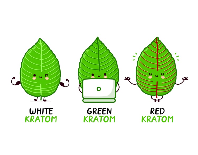 Three illustrated kratom leaves with the text: white kratom, green kratom and red kratom
