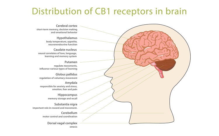 Infografika znázorňuje rozloženie receptorov CB1 v mozgu, ktoré sú ovplyvnené HHC, HHCP a HHCO