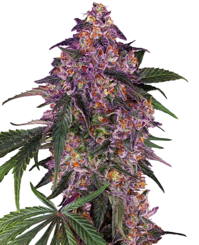 Variety Purple Kush, Sensi Seeds Cannabis Seeds Sensi Feminized