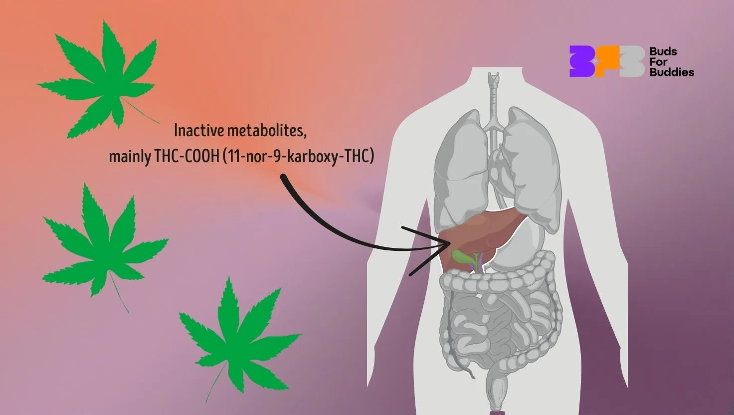 Infographic showing that THC is metabolised in the liver to inactive metabolites, primarily THC-COOH (11-nor-9-carboxy-THC)