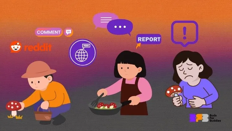 Illustrations warning against experiences with fly agaric – picking, cooking, and eating mushrooms, comments and reports from online communities such as Reddit