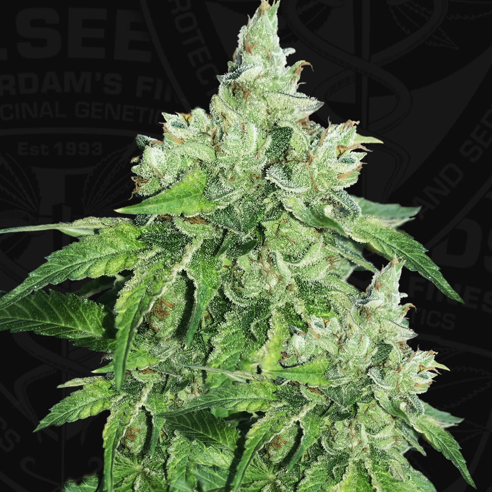 T.H.Seeds™ Cannabis Seeds Citron Givré, razno pakiranje, feminizirano 2 pcs