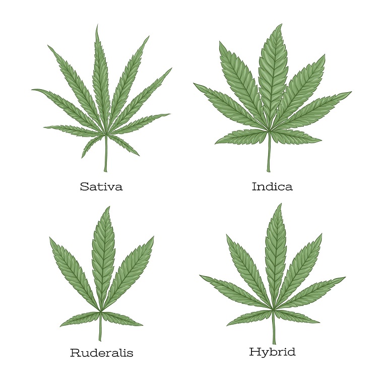 Text naming the different CBD varieties: sativa, indica, ruderalis and a hybrid with individual hemp leaves